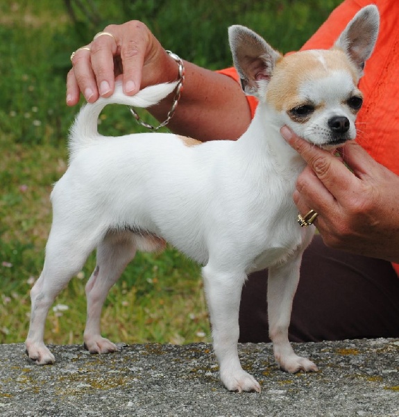 Les Chihuahua de l'affixe Du Vallon De Stangalard