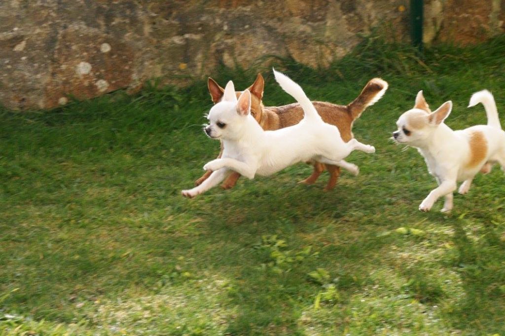 dans le jardin